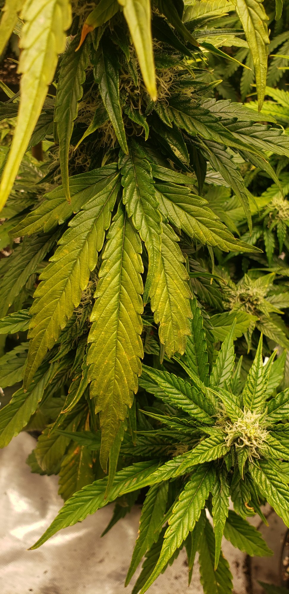 Need help diagnosing problem with my plant please 3