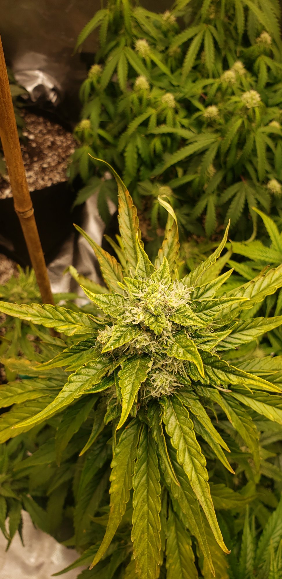 Need help diagnosing problem with my plant please