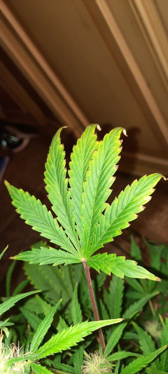 Need help diagnosing whats wrong 11