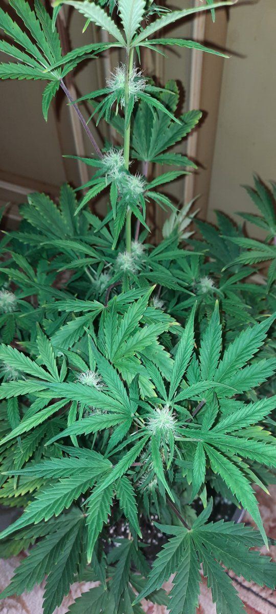 Need help diagnosing whats wrong 6