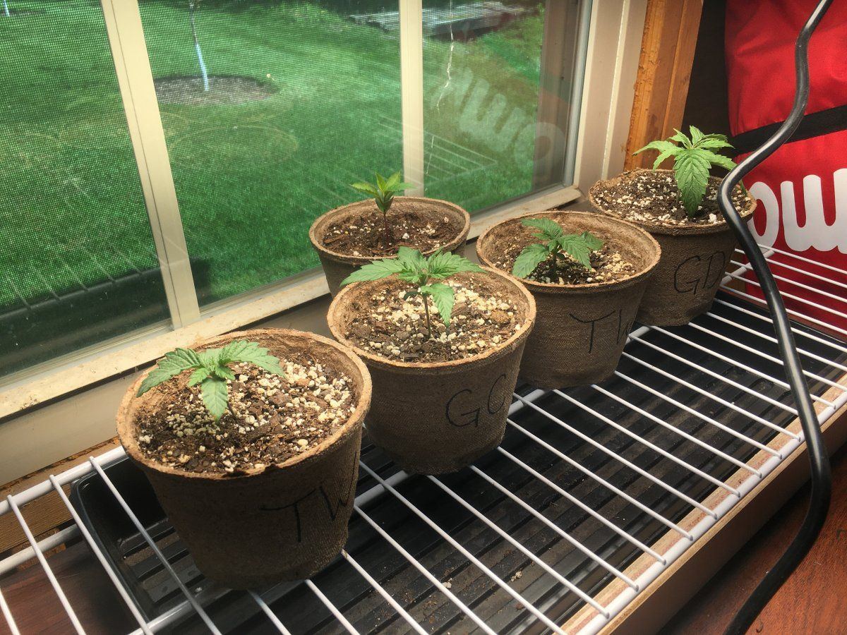 Need help diagnosing whats wrong with a few girls 3