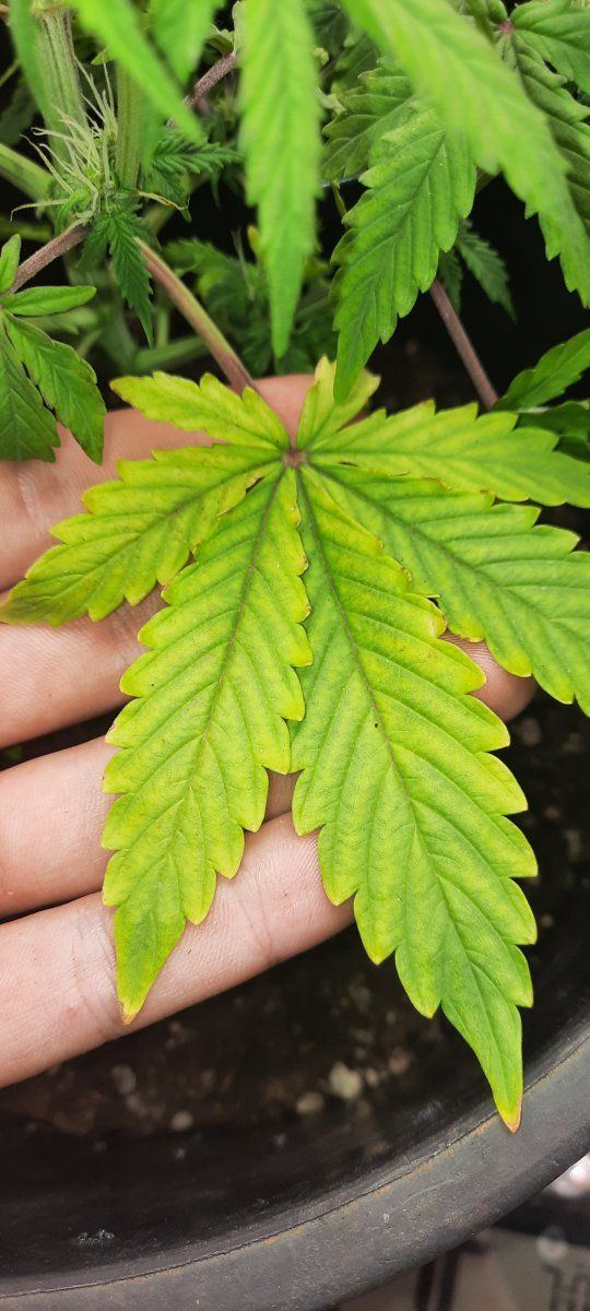 Need help diagnosing whats wrong with them or me 3