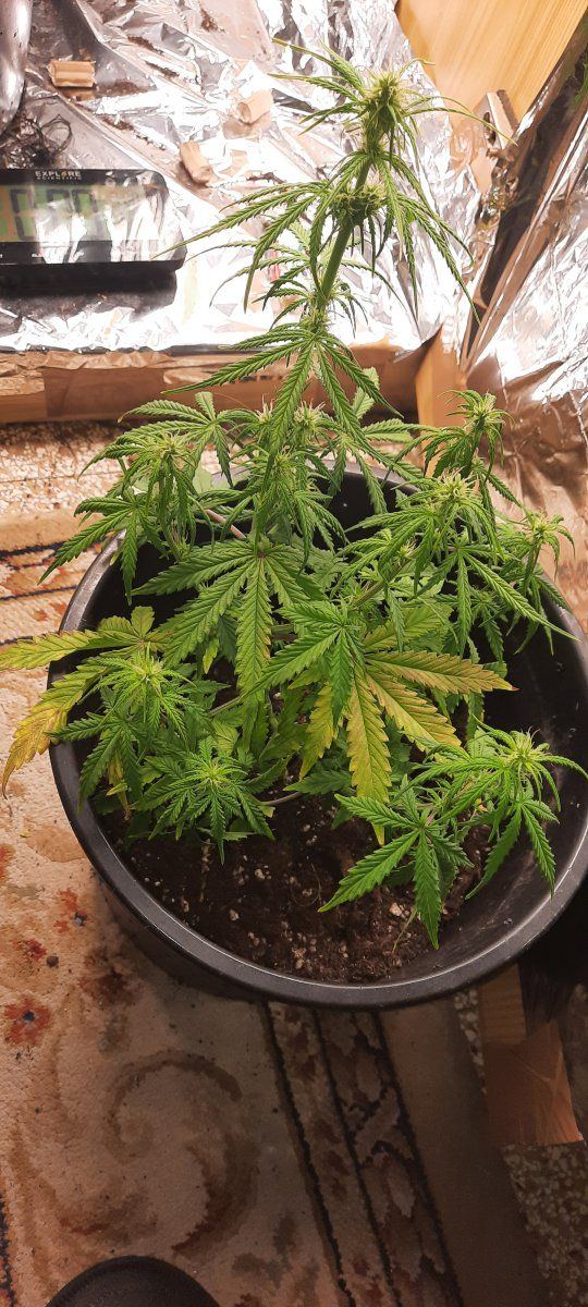 Need help diagnosing whats wrong with them or me 4