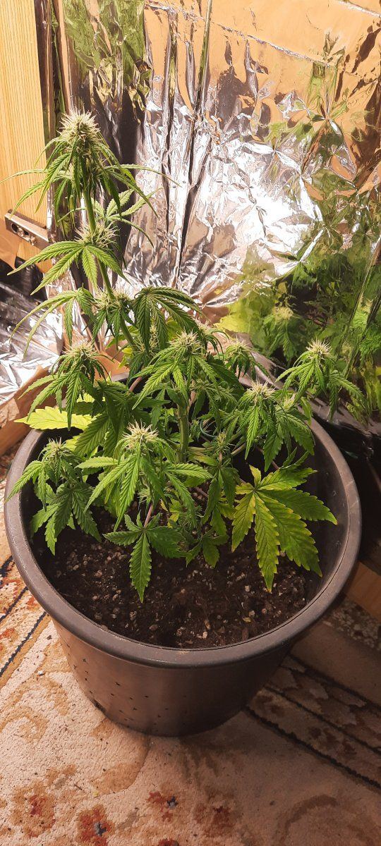 Need help diagnosing whats wrong with them or me 5