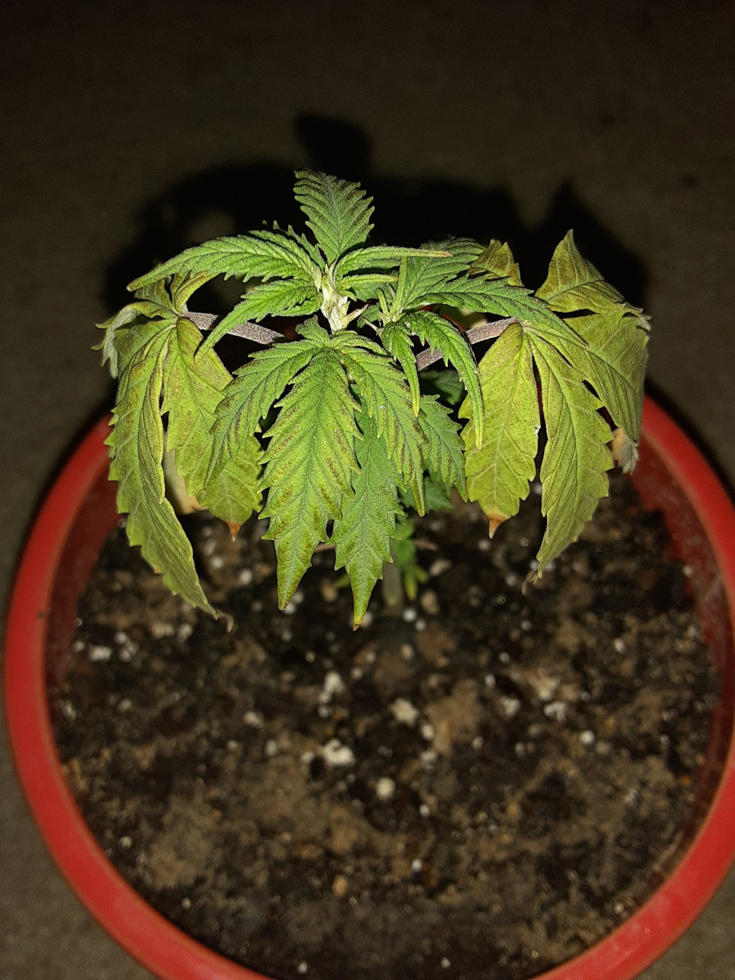Need help figuring out how to save my little clone