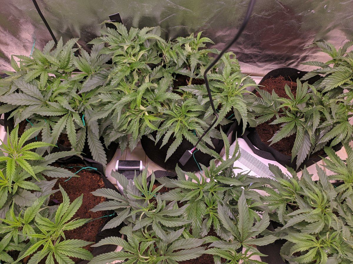 Need help figuring out whats wrong with these girls 2