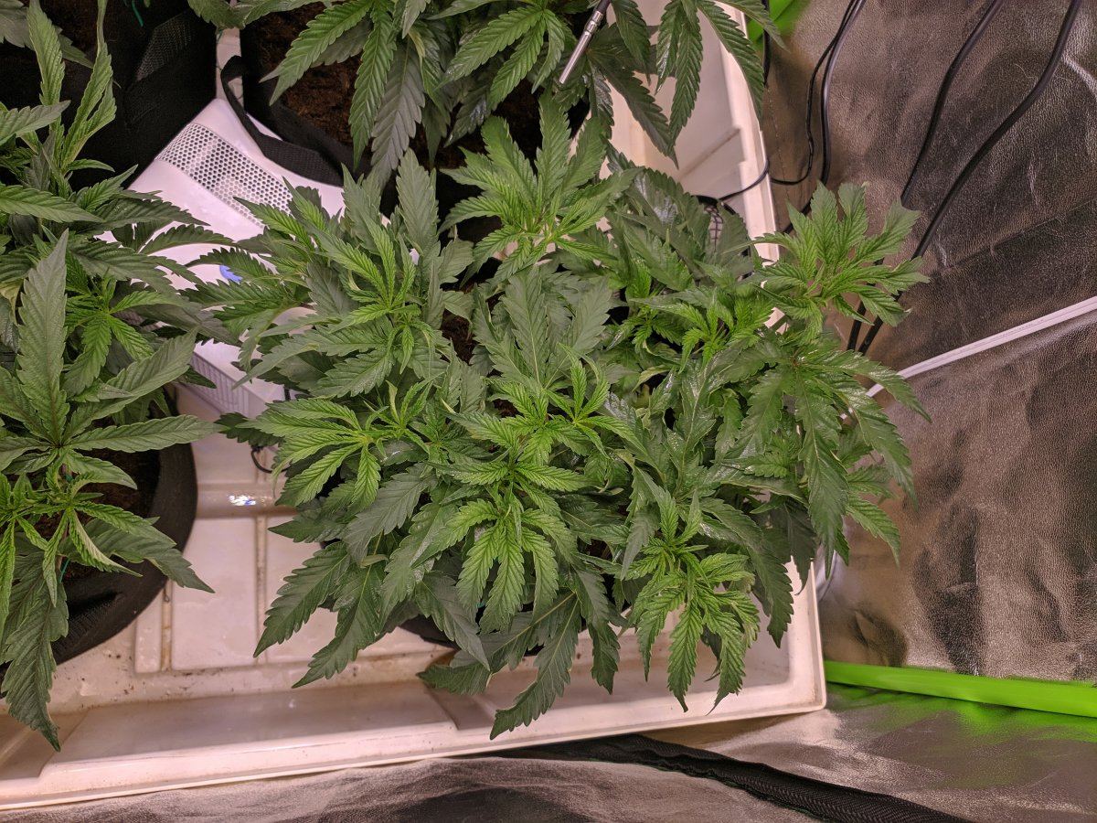Need help figuring out whats wrong with these girls