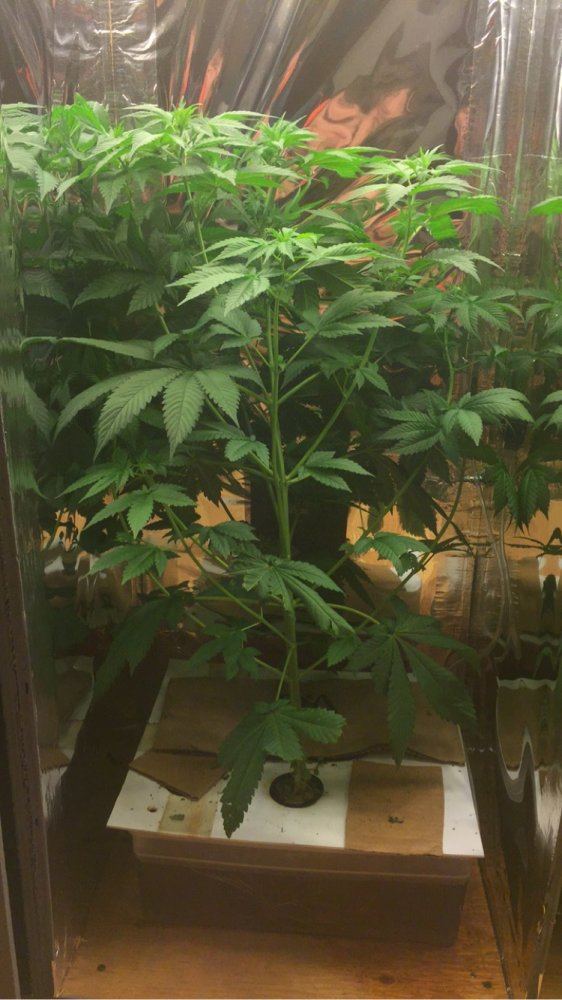 Need help first full hydroponic grow 2