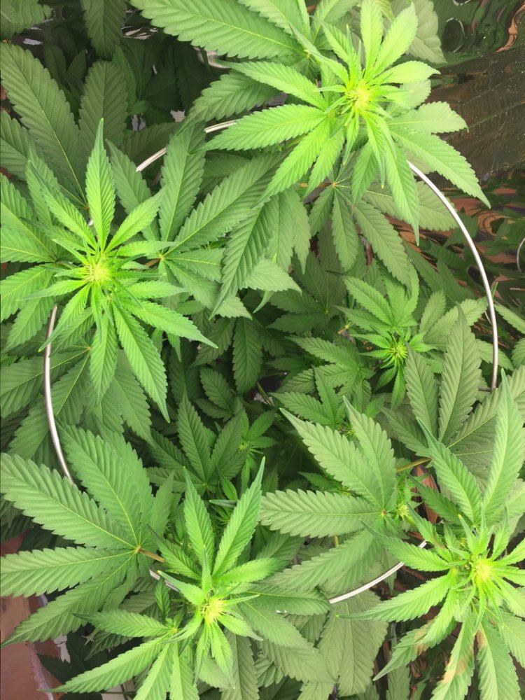 Need help first full hydroponic grow 4