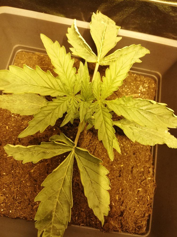 Need help first grow