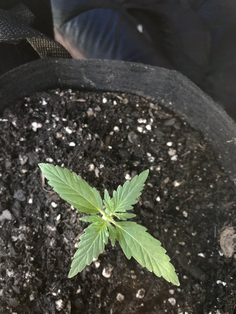 Need help  first grower not sure if nutrient burn or deficiency 2