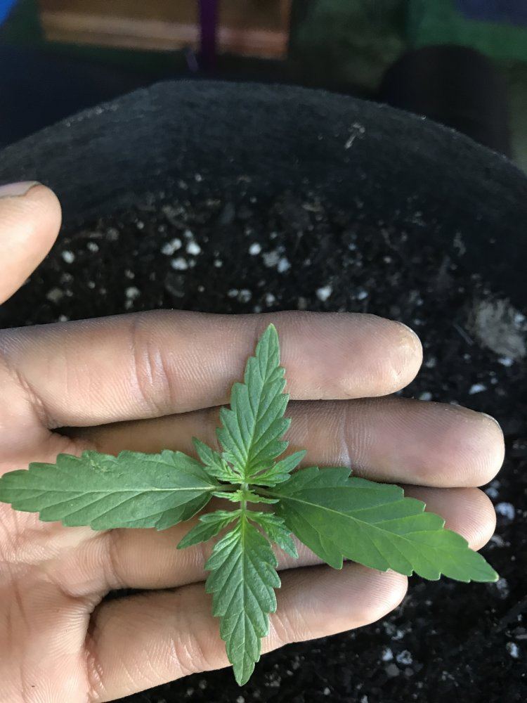 Need help  first grower not sure if nutrient burn or deficiency 3