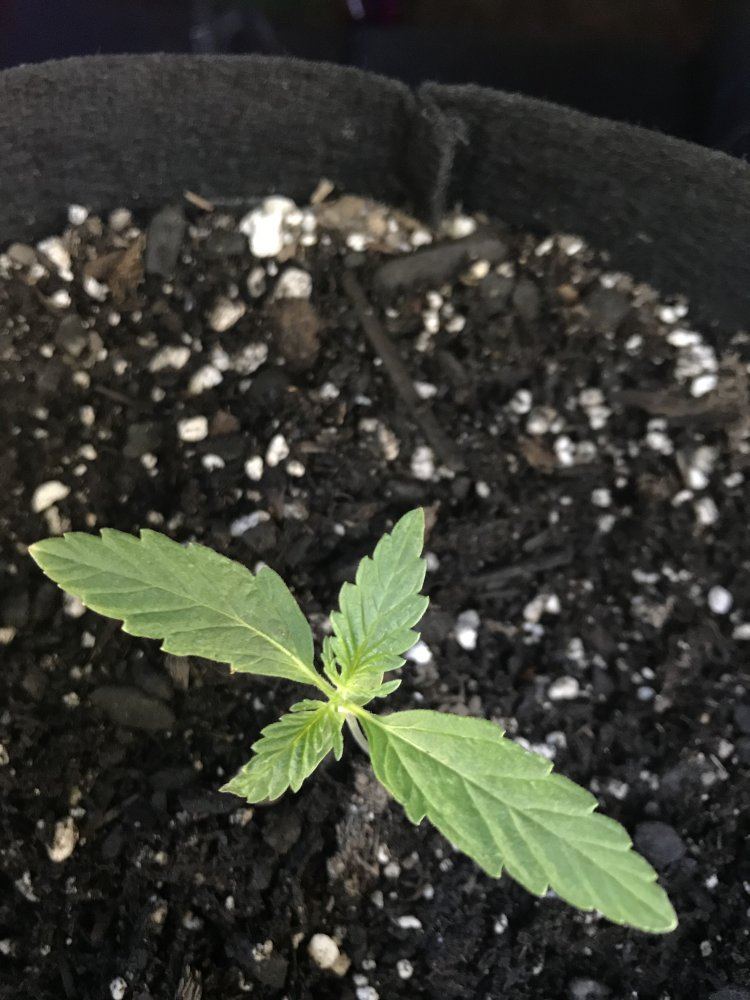 Need help  first grower not sure if nutrient burn or deficiency