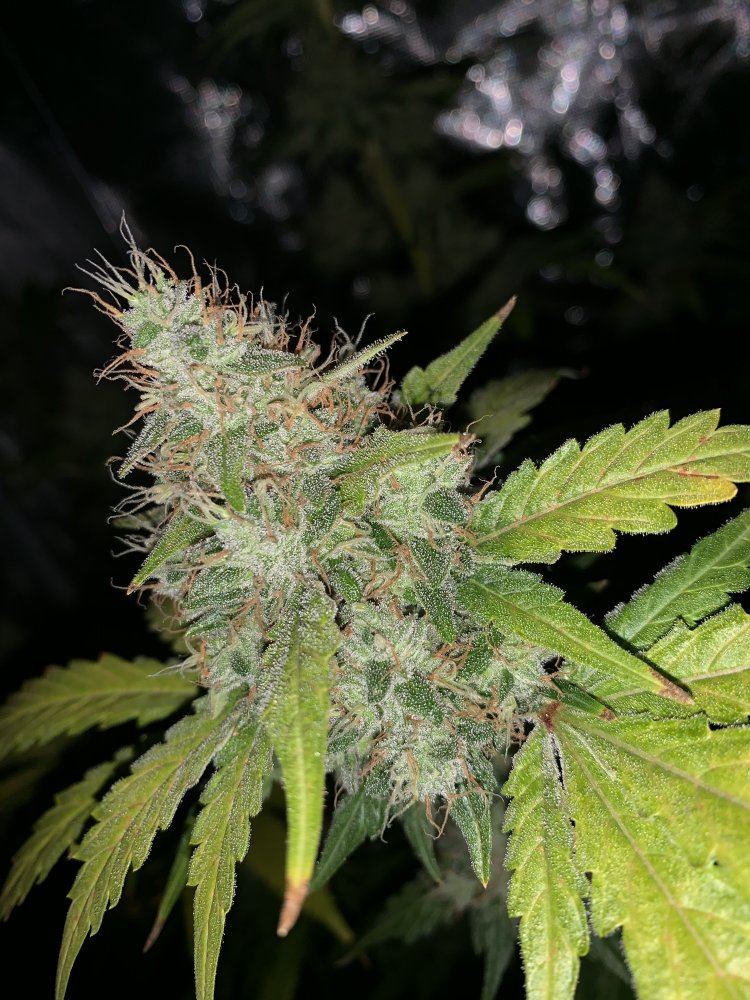 Need help first plant week 7 8 flower leaves yellowing 5