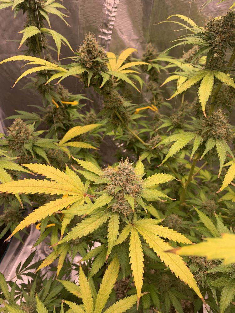 Need help first plant week 7 8 flower leaves yellowing 6