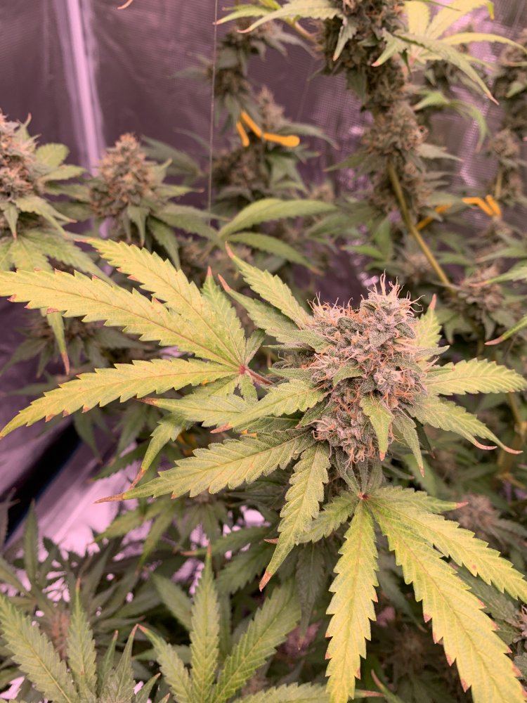 Need help first plant week 7 8 flower leaves yellowing