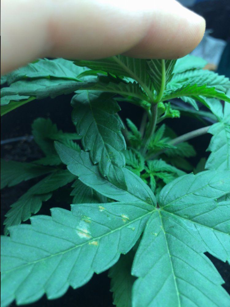 Need help first time grower 2