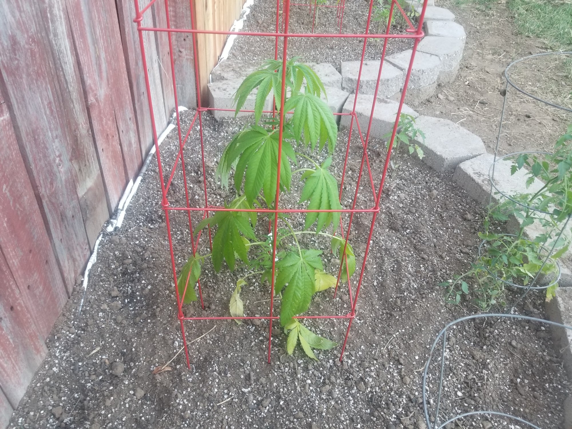 Need help first timer
