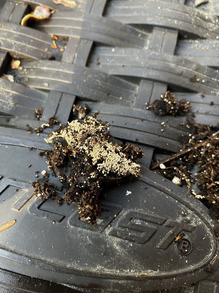 Need help from soil growers 3