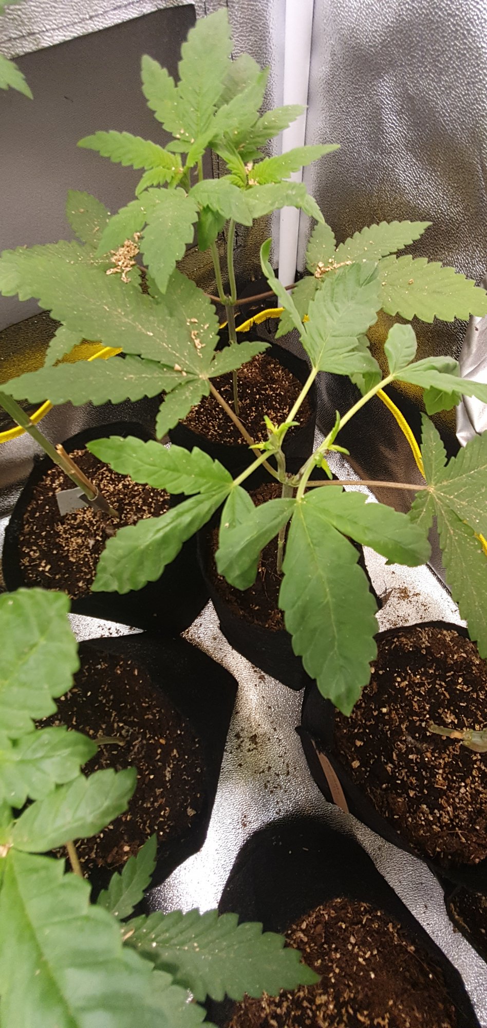 Need help from some experience soil growers 3