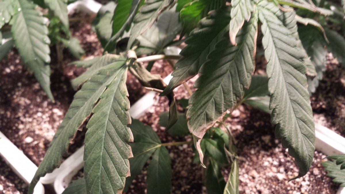 Need help heat or nutrient problem cant tell 2