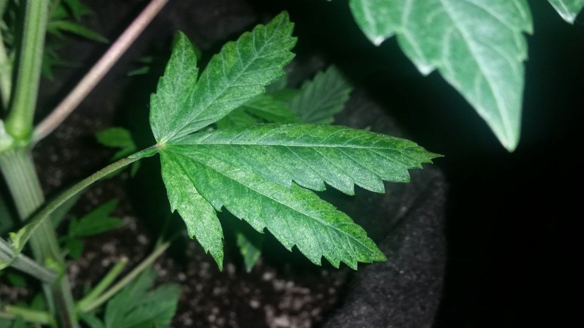 Need help identifing what s wrong with my plant 3