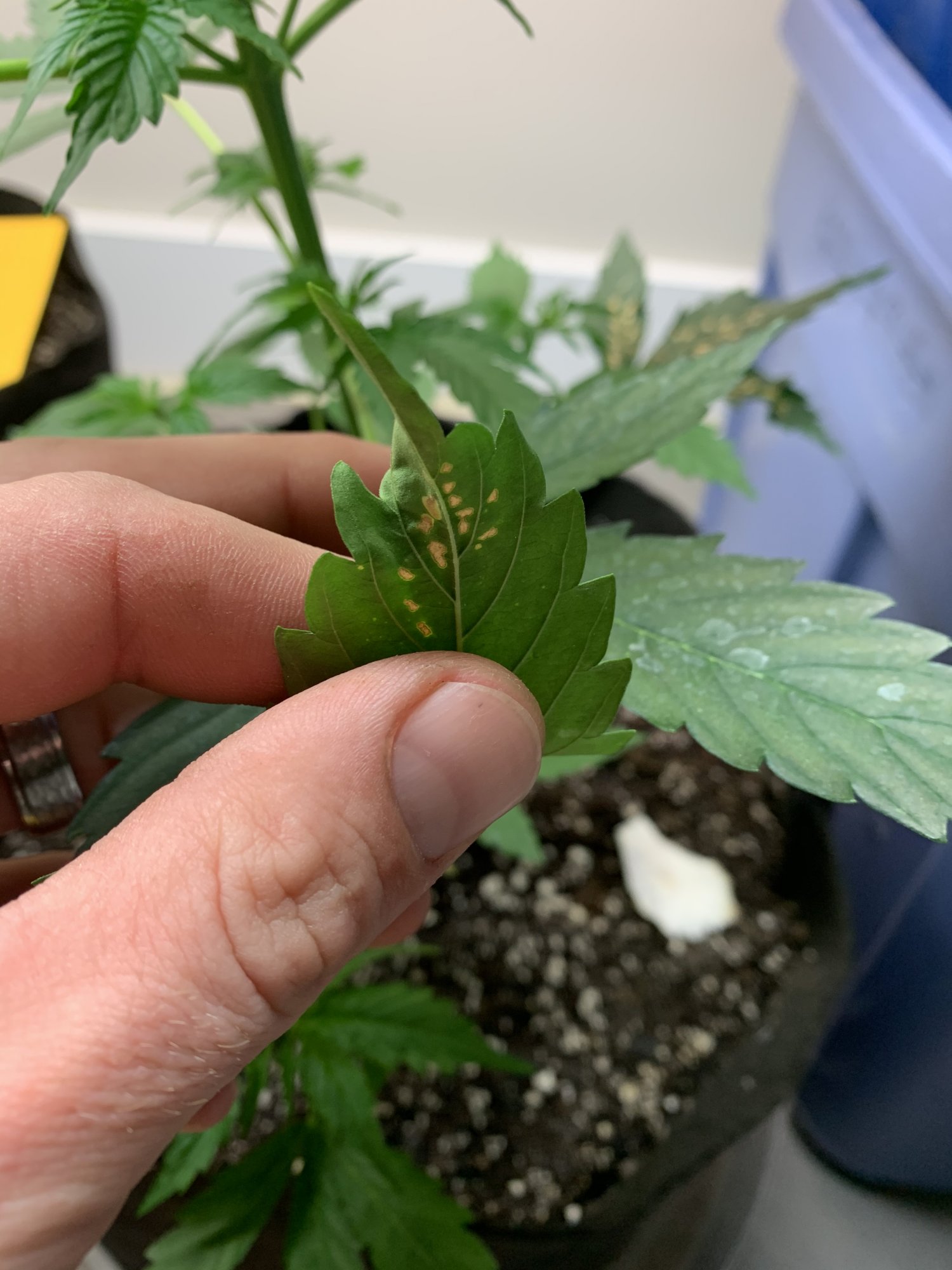 Need help identifying a grow problem 2