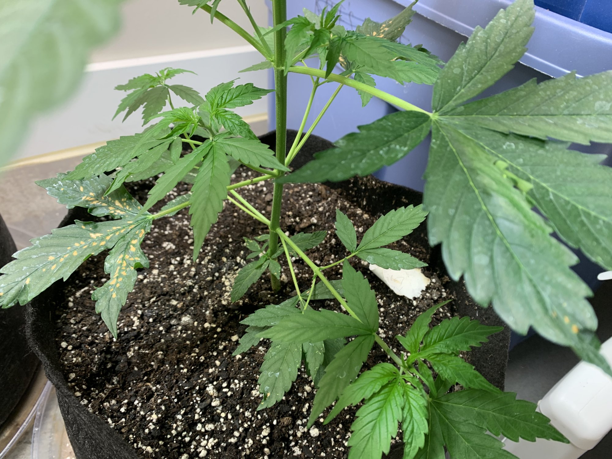 Need help identifying a grow problem 3