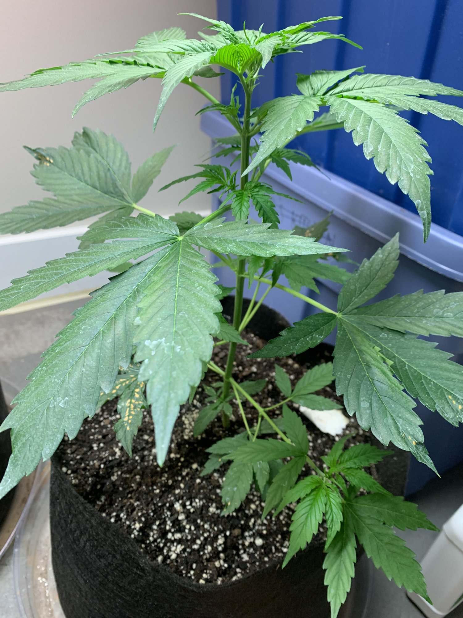 Need help identifying a grow problem 4