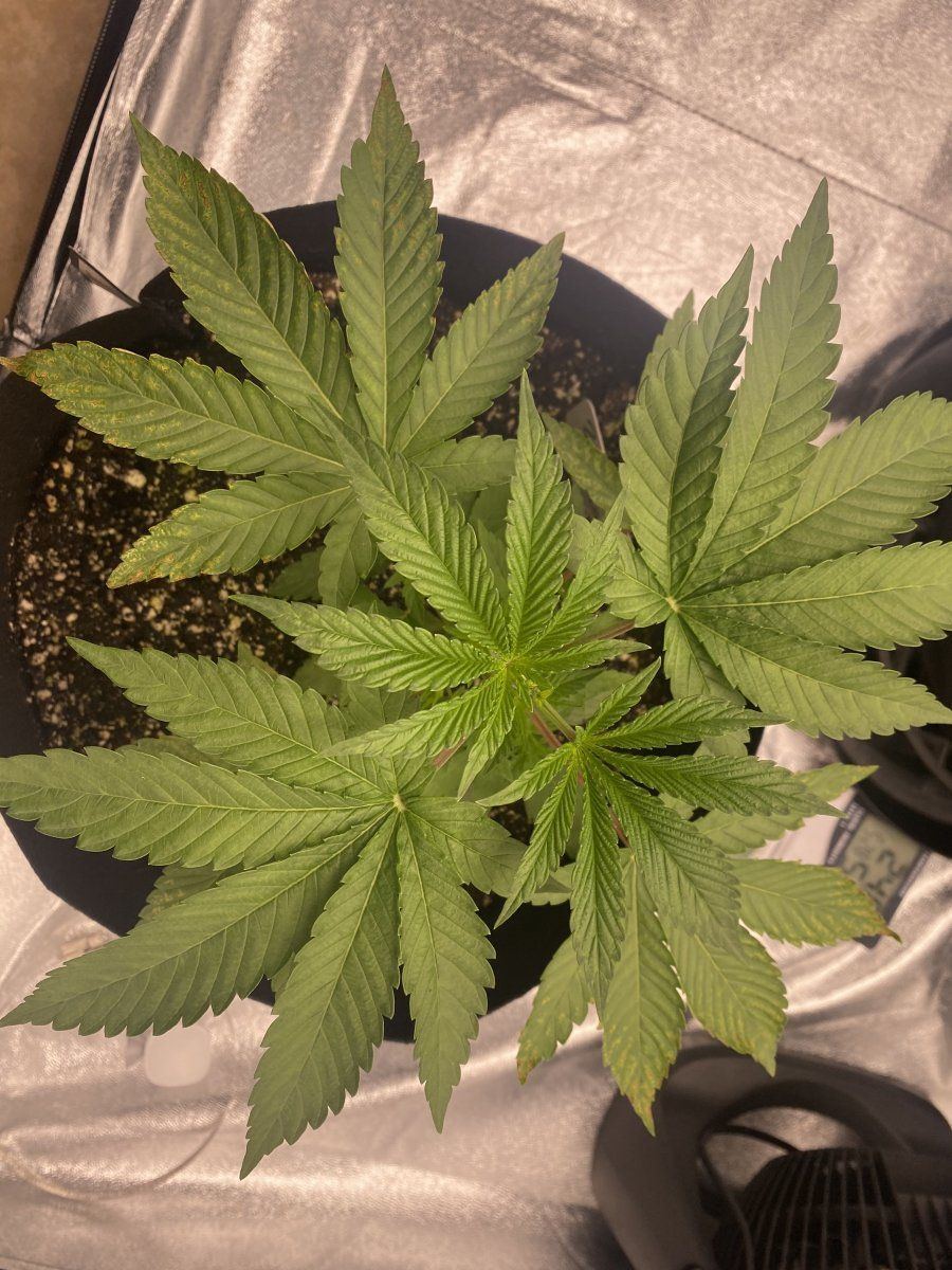 Need help identifying deficiency or toxicity 3