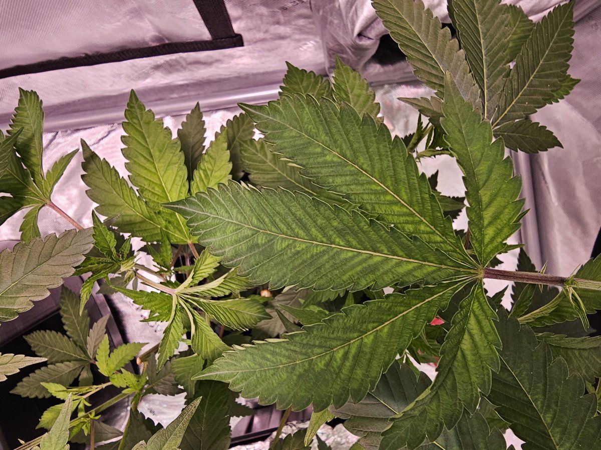 Need help identifying issue with my plants 2