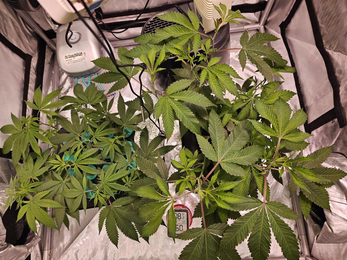 Need help identifying issue with my plants 3