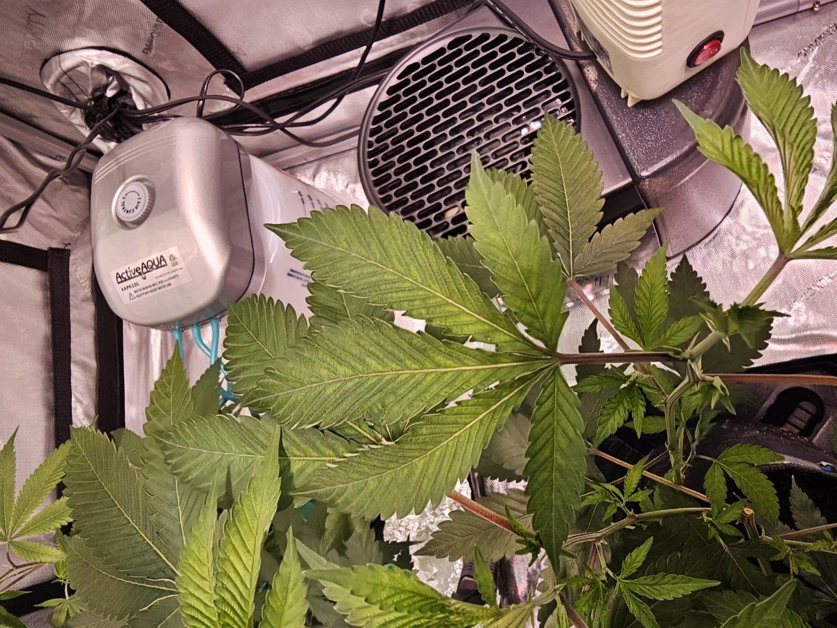 Need help identifying issue with my plants