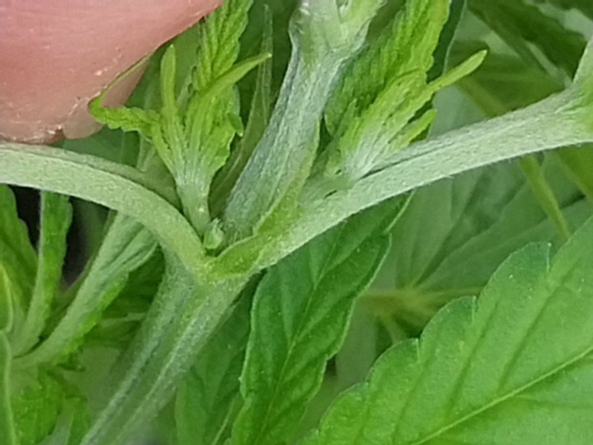 Need help identifying its been a while lol