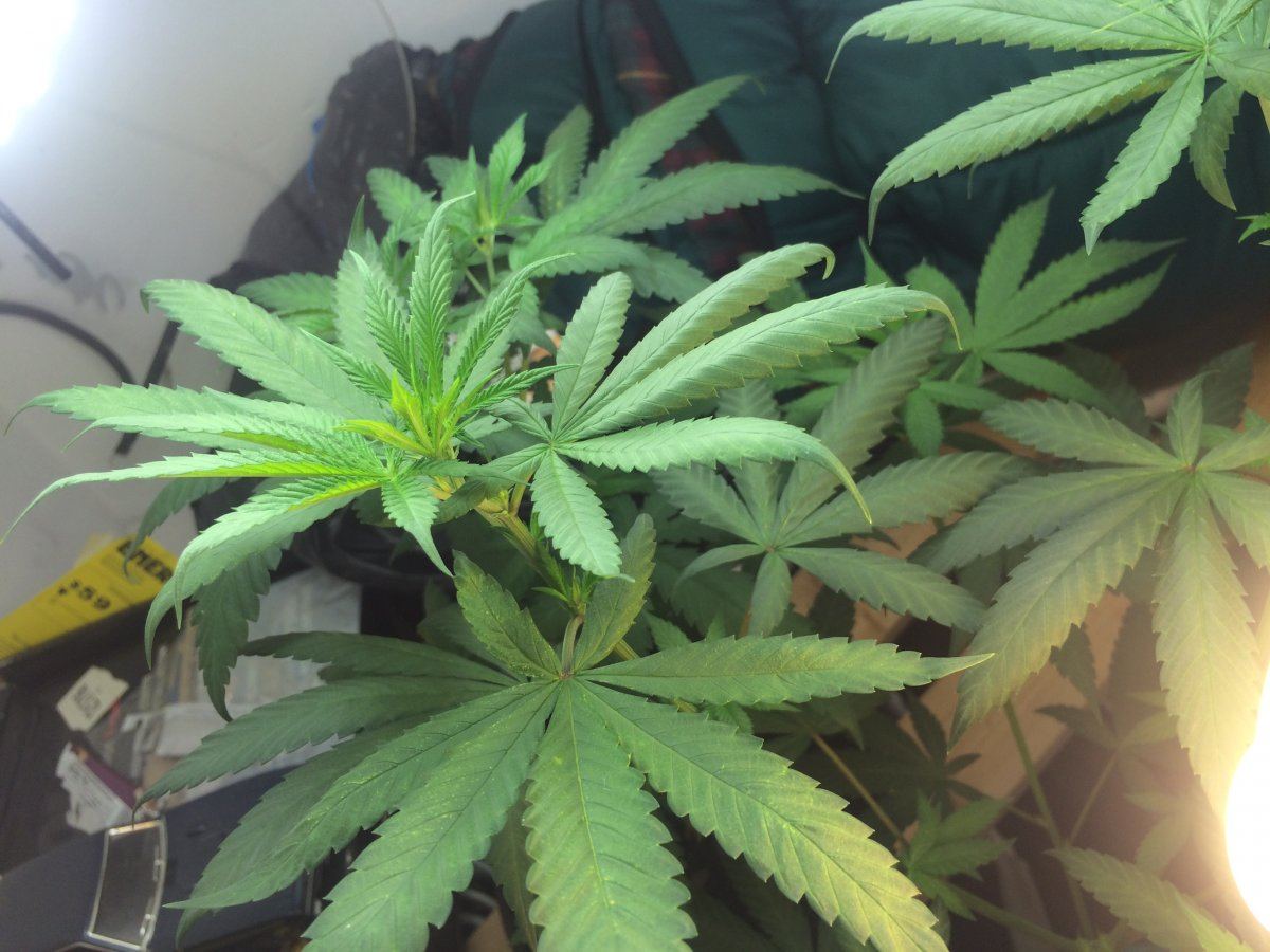Need help identifying pest and damage to leafs 3