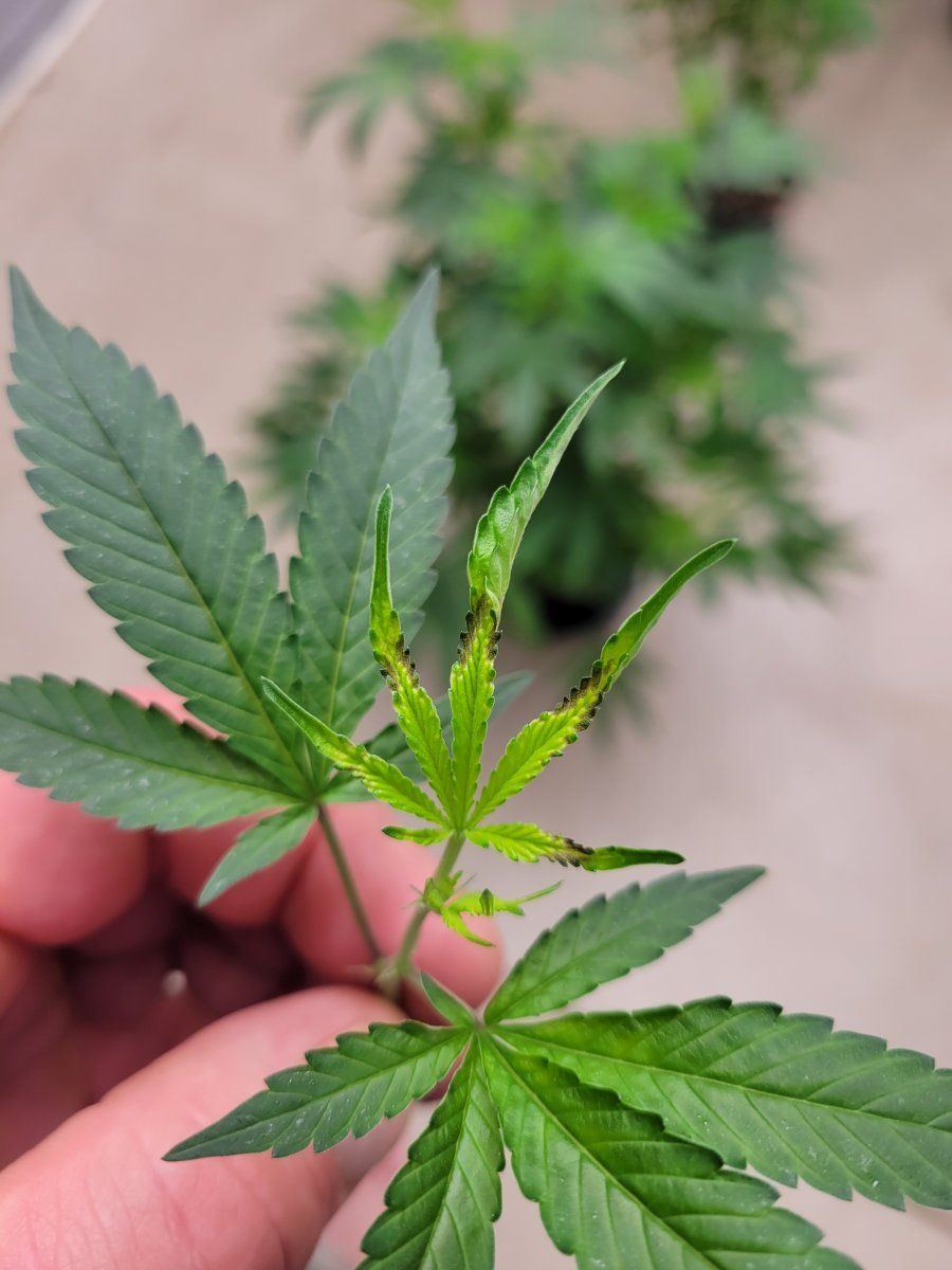 Need help identifying plant issue