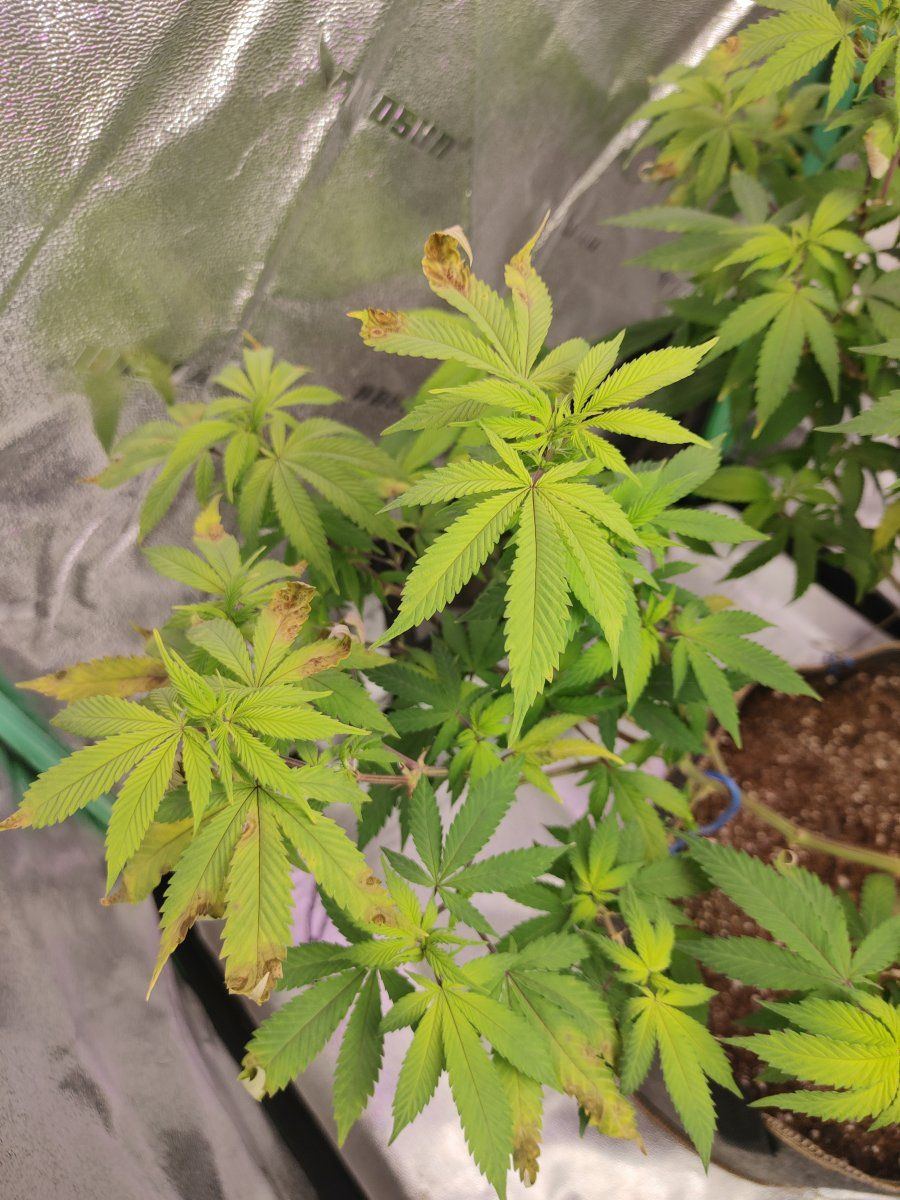 Need help identifying possible deficiency issue 3