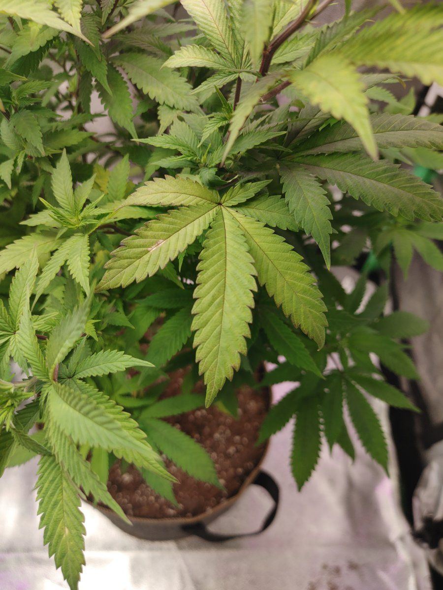 Need help identifying possible deficiency issue