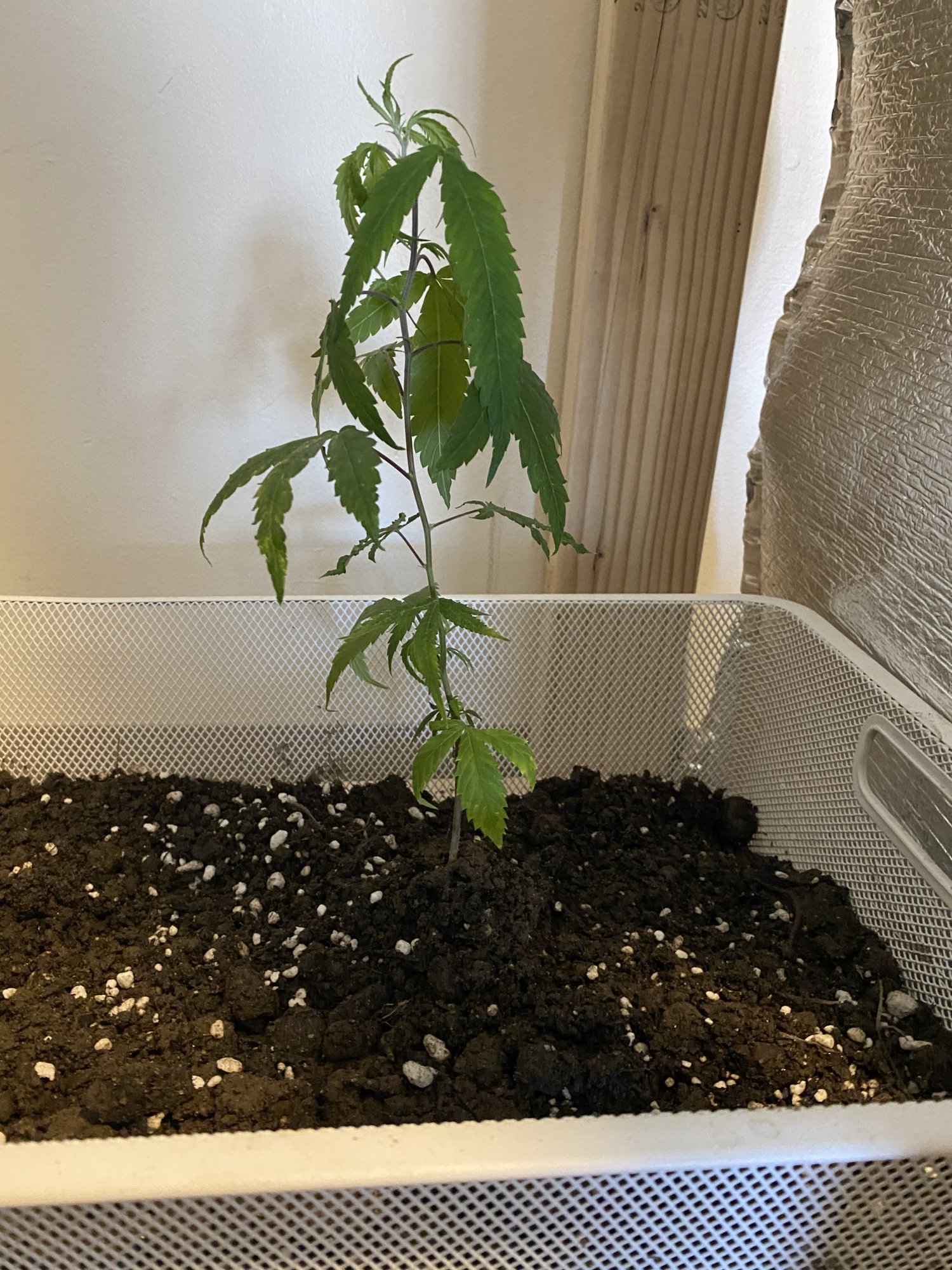 Need help identifying source of plant problems 2