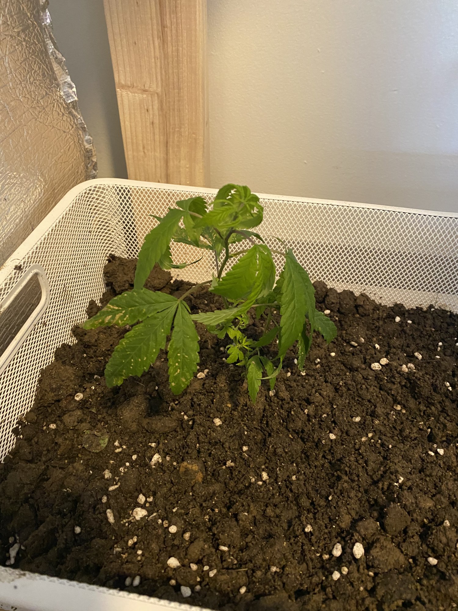 Need help identifying source of plant problems 3