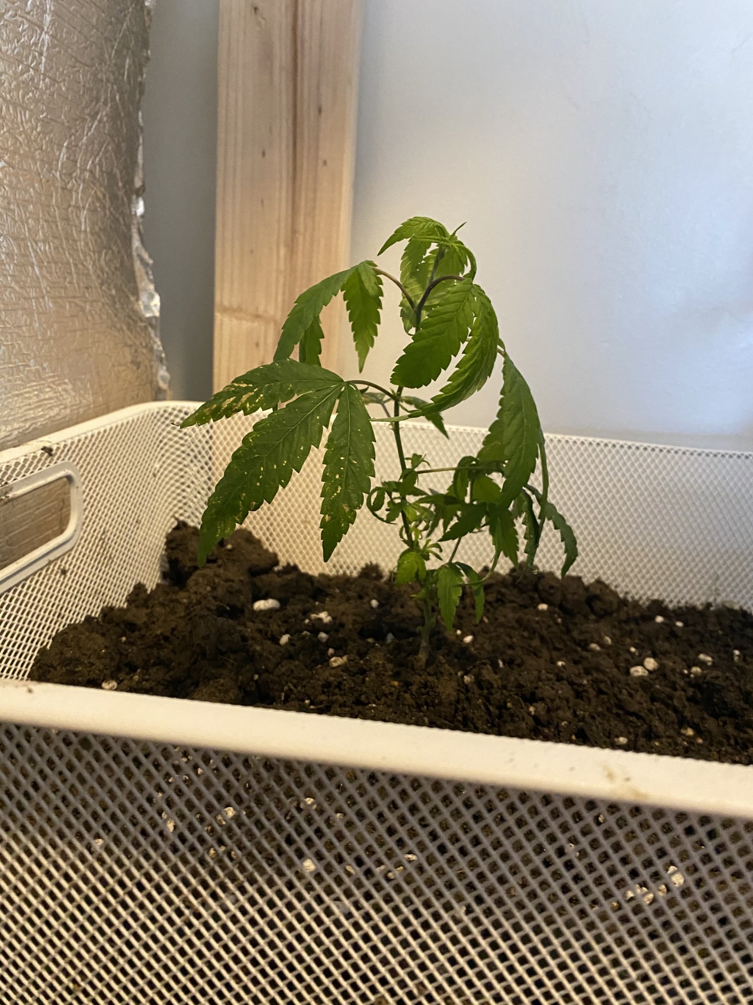 Need help identifying source of plant problems 4