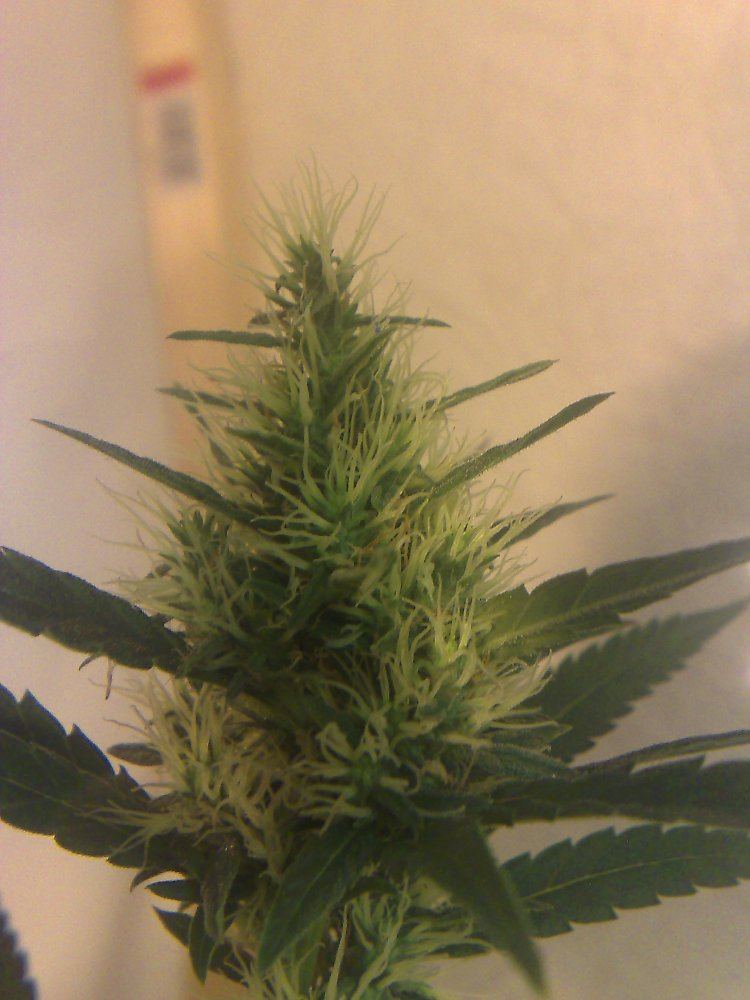 Need help identifying the strain of my plants 3
