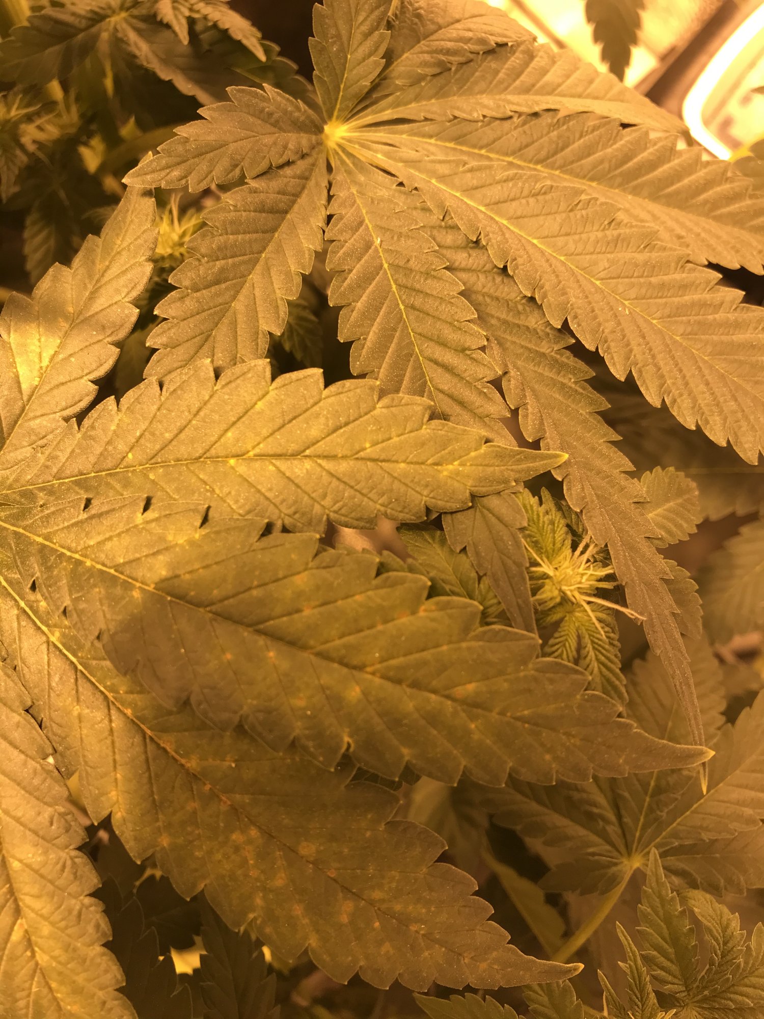 Need help identifying this deficiency 4