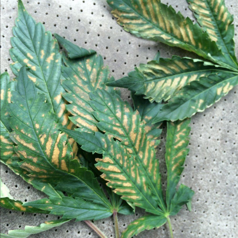 Need help identifying this deficiency thanks