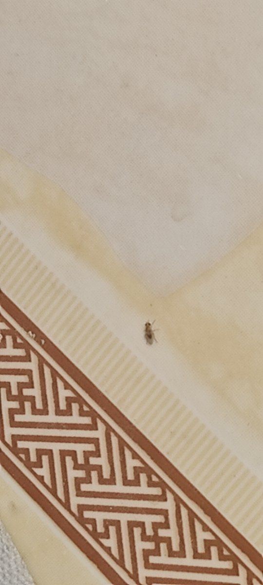 Need help identifying this pest