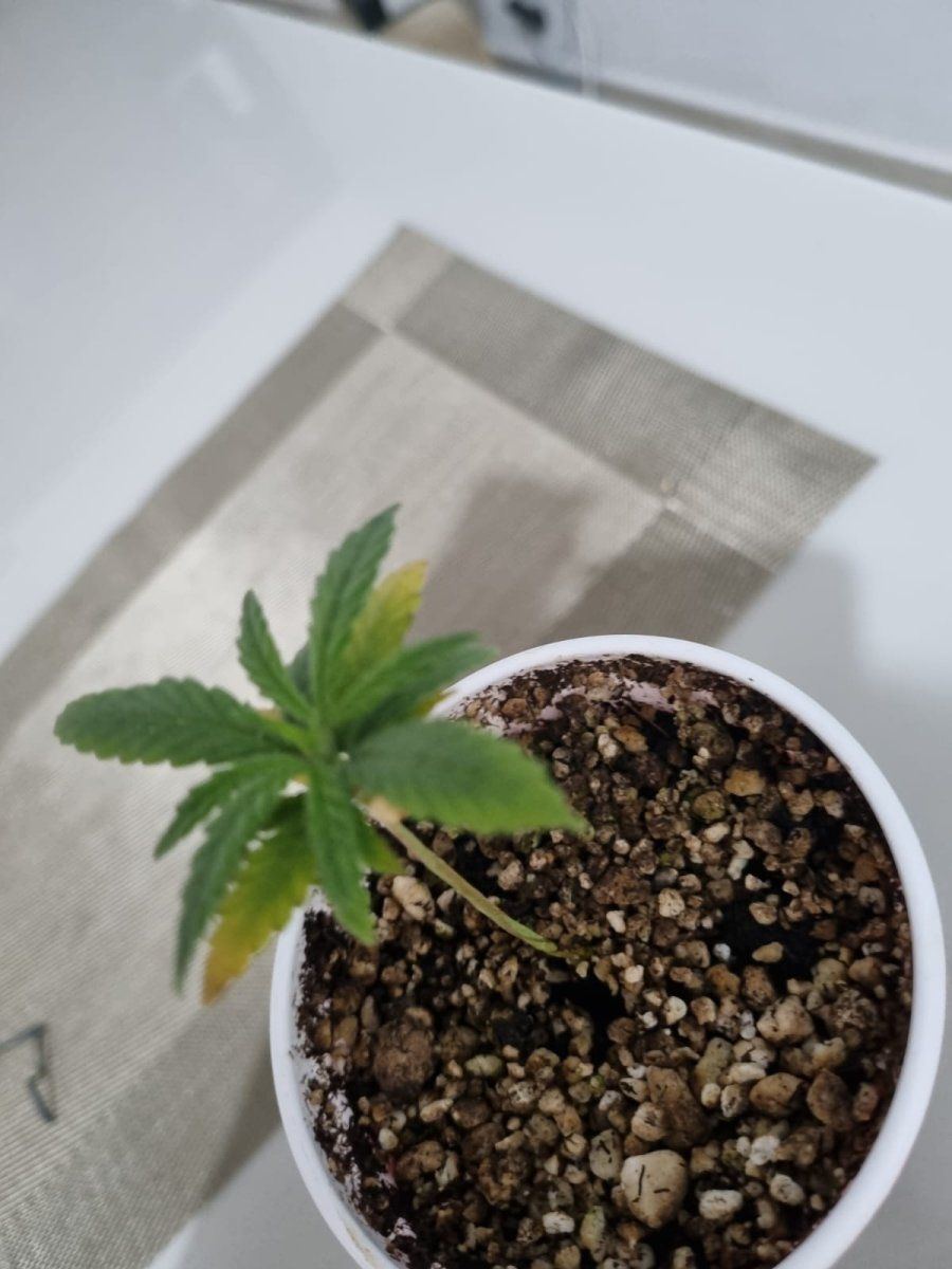 Need help identifying whats happening with my plant