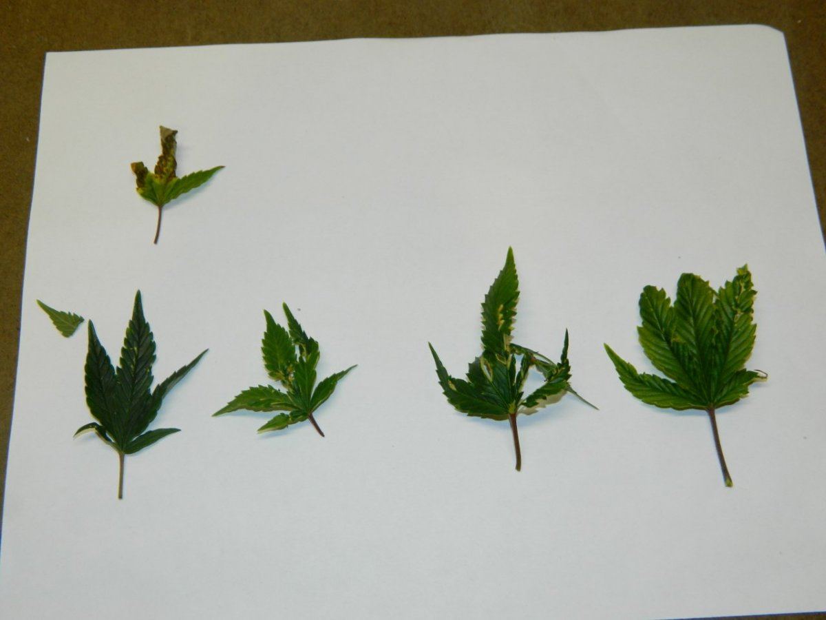 Need help leaves curled n pinched small burn spots 5
