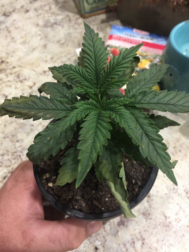 Need help leaves going yellow 2