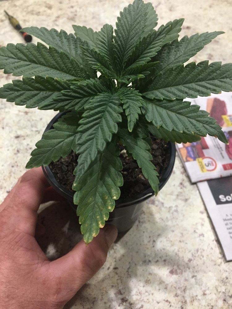 Need help leaves going yellow 3