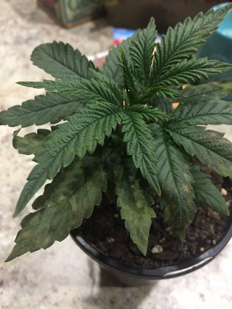 Need help leaves going yellow
